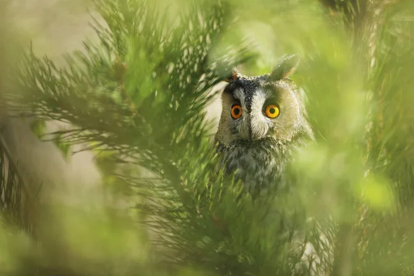 Portrait Nothern Long Eared Owl Asio Otus Wild Bird Natural — Stock Photo, Image