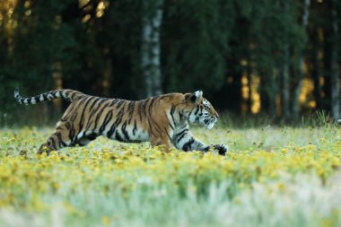 Sarı çiçekleri olan kaplan. Sibirya kaplanı çayırda güzel bir yaşam alanında - Pathera tigris altaica