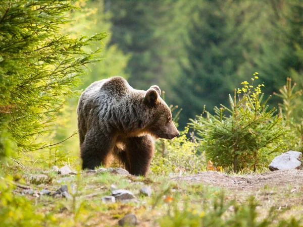 Urso Castanho Nas Montanhas Mala Fatra Eslováquia Ursus Actor — Fotografia de Stock