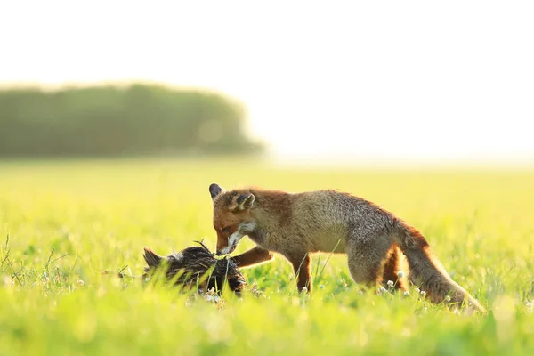Red Fox Vixen Äter Byte Äng Morgonen Vulpes Vulpes — Stockfoto