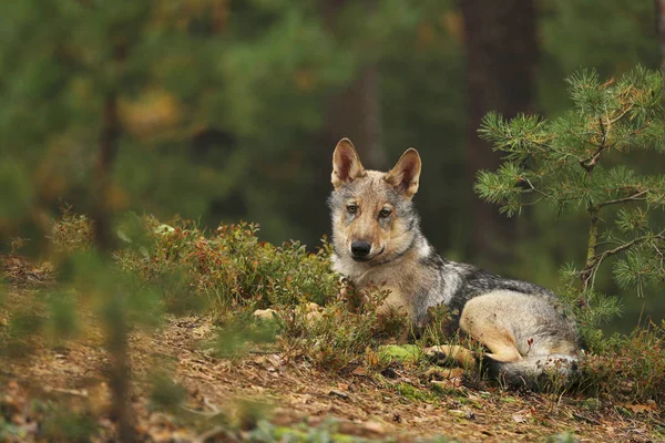 Vlk Eurasijský Pozorně Dívá Podzimní Les Canis Lupus Lupus — Stock fotografie