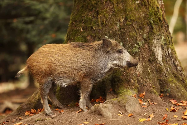 Ung Vildsvin Sus Scrofa Höst Skogen Nära Trädet Tyskland — Stockfoto