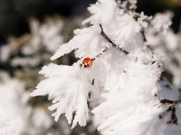 Wild Rose Hip Hoarfrost — Stock Photo, Image