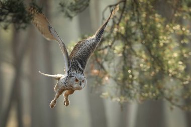 Sonbahar ormanında açık kanatlı Uçan Avrasya Kartalı baykuşu. Yaban Hayatı Avrupa.