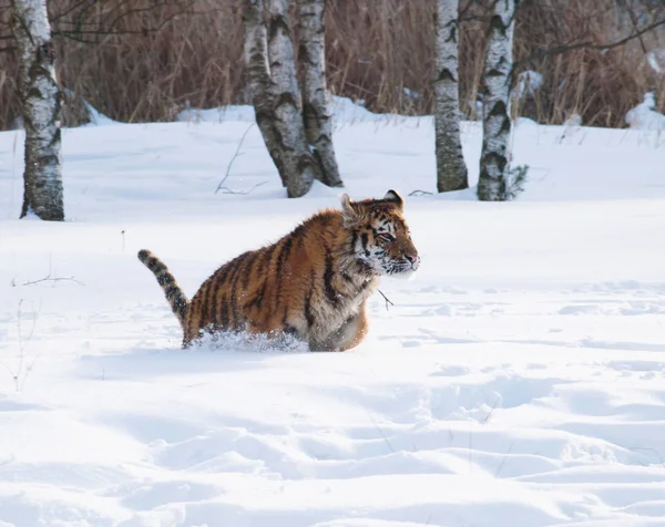 Tigre Siberiana Panthera Tigris Altaica Nella Foresta Invernale — Foto Stock