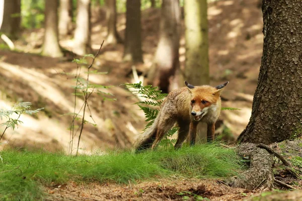 Raposa Vermelha Agachada Floresta Verão Vulpes Vulpes — Fotografia de Stock