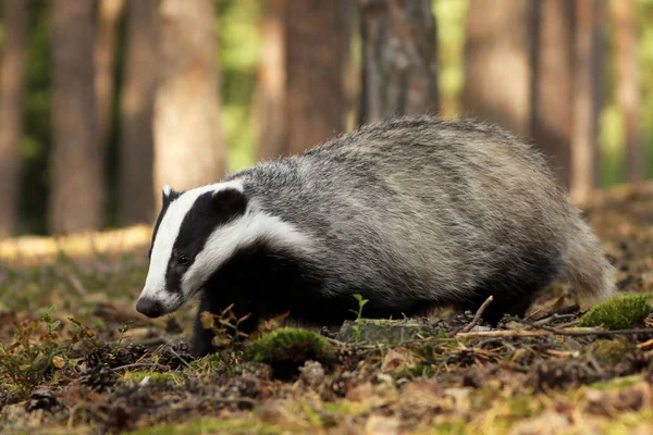 Badger Eropa Hutan Habitat Alam Ceko Meles Meleleh — Stok Foto