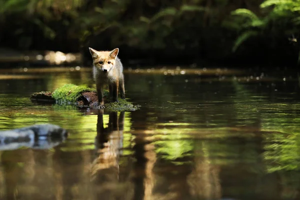 Joven Zorro Rojo Queda Río Sobre Piedra Vulpes Vulpes —  Fotos de Stock