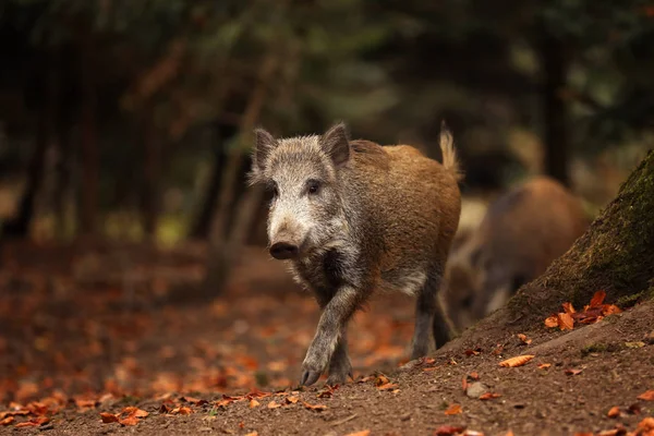 Young Wild Boar Sus Scrofa Walk Autumn Forest Background Germany — Stock Photo, Image