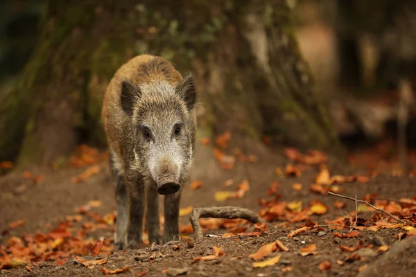 Genç yaban domuzu, Sus scrofa, arka planda sonbahar ormanı. Doğadan vahşi yaşam sahnesi.