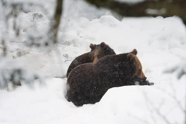 Молодой Бурый Медведь Играет Вместе Зимой Естественная Среда Обитания Словакия — стоковое фото