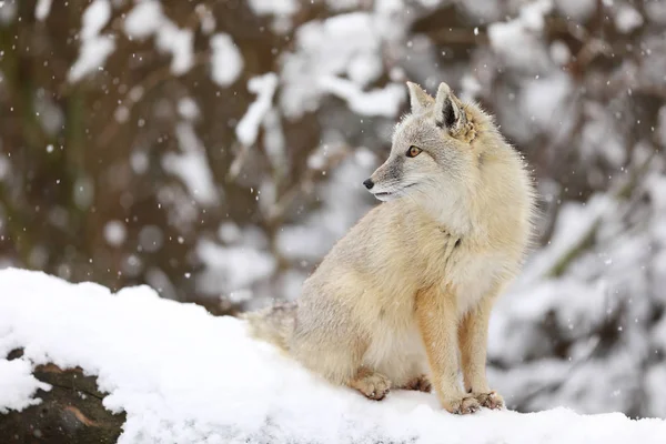 Corsac Fox Sitzt Auf Weißem Schnee Tier Mit Flauschigem Und — Stockfoto