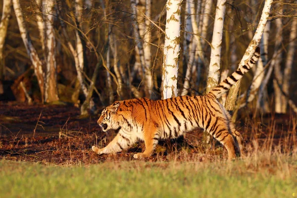 Vahşi Bahar Doğasında Sibirya Kaplanı Tehlike Hayvan Ile Eylem Yaban — Stok fotoğraf