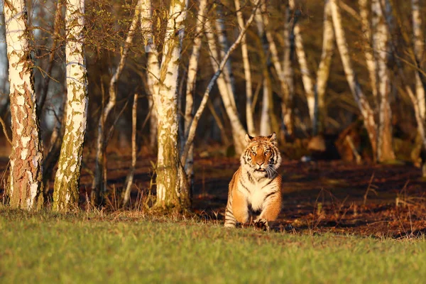 Amur Tiger Som Springer Björkskog Farligt Djur Taiga Ryssland — Stockfoto