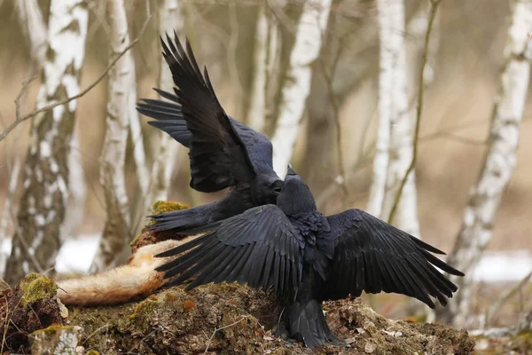 Two Common Ravens Fight Birch Forest Spring Czech Republic Celntral — Stock Photo, Image