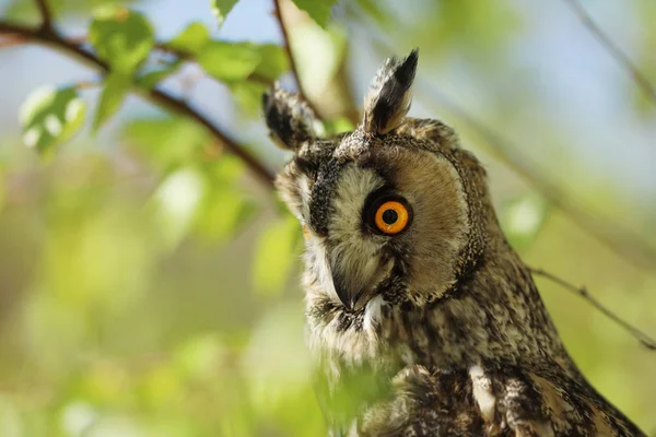 Civetta Dalle Orecchie Lunghe Asio Otus Civetta Che Guarda Attraverso — Foto Stock