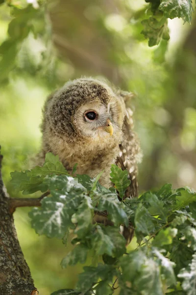 Tawny Bagoly Fészkelése Strix Aluco Ágon Cseh Köztársaság — Stock Fotó