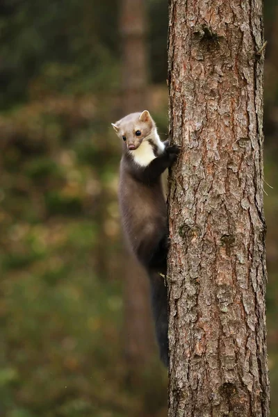 Stone marten climb on the tree in forest - Martes foina