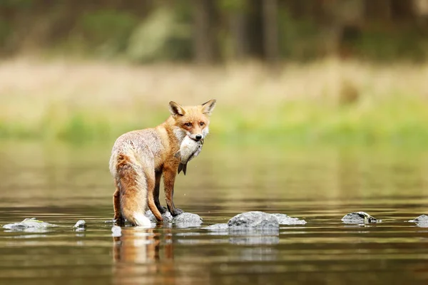 Czerwony Lis Rzece Małymi Rybkami Vulpes Vulpes — Zdjęcie stockowe