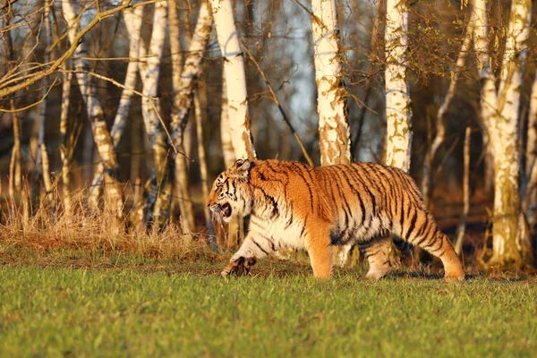 Siberian tiger in wild spring nature. Tiger walk near birch forestl. Rusiia. Panthera tigris altaica