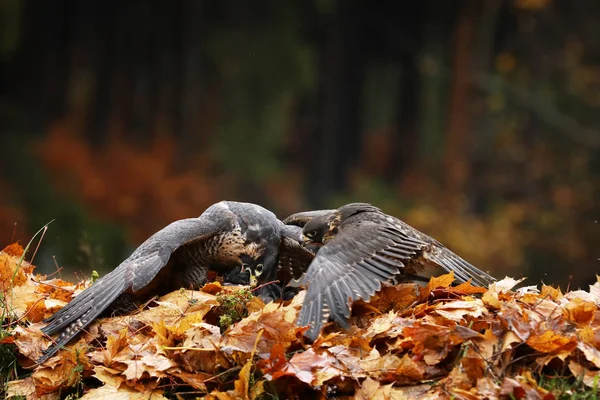 Ormanda Avlanan Bir Çift Kara Şahin Accipiter Gentilis — Stok fotoğraf