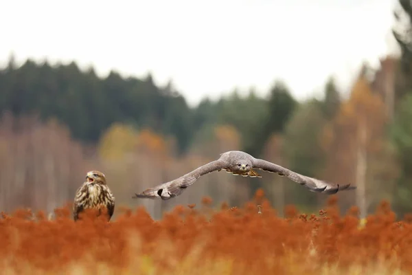 Бутео Бутео Buteo Buteo Хищная Птица Осенью Паит Лугу — стоковое фото