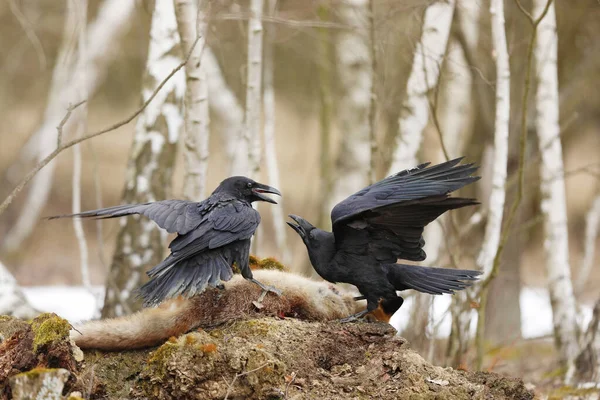 Par Corvos Comuns Lutando Por Presas Entre Bétulas Primavera Corvus — Fotografia de Stock