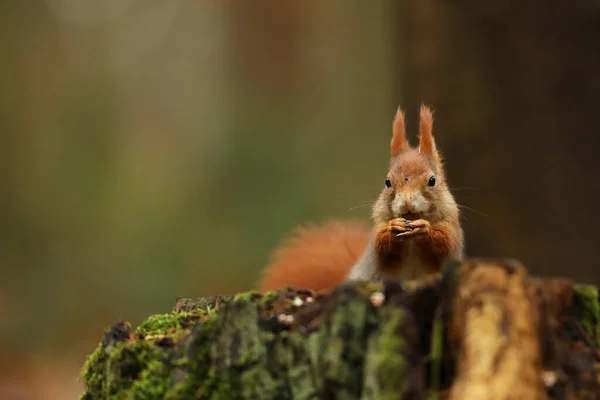 Schattige Rode Eekhoorn Zitten Stomp Iin Herfst Oranje Scène Met — Stockfoto