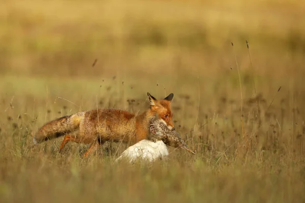 Red Fox Efter Jakt Med Byte Vulpes Vulpes Vilda Djur — Stockfoto