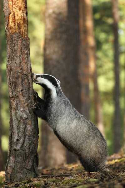Blaireau Dans Forêt Habitat Naturel Animal République Tchèque Europe Scène Images De Stock Libres De Droits