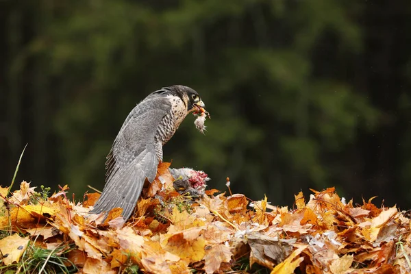 Roofvogel Peregrine Falcon Falco Peregrinus Met Dode Fazant Grond Oranje — Stockfoto