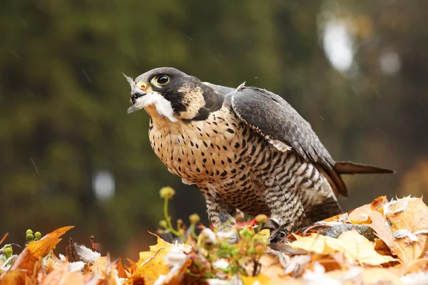 Peregrine Falcon Falco Peregrinus Com Faisão Morto Chão Nas Folhas — Fotografia de Stock