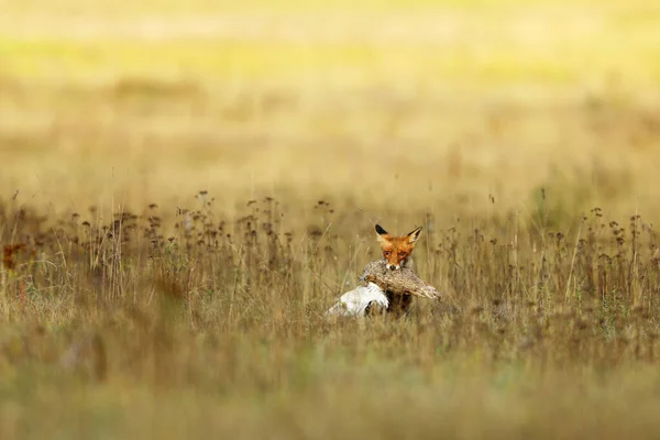 Red Fox После Охоты Vulpes Vulpes Сцена Дикой Природы Европы — стоковое фото