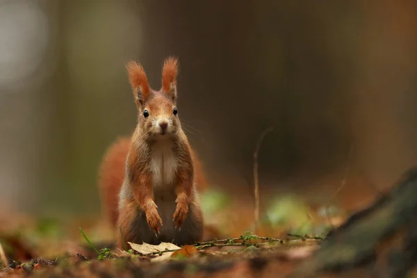 귀여운 다람쥐는 가을의 오렌지색 풍경을 배경으로 낙엽수 견과를 먹는다 야생동물 — 스톡 사진