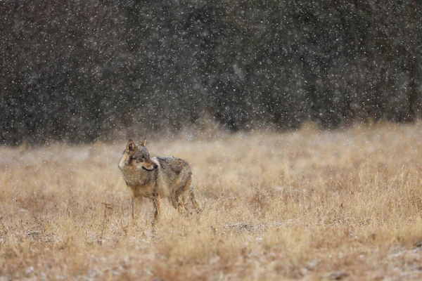 冬の雪の日にタイガの灰色のオオカミ Canis Lupus 自然の生息地で動物 オオカミ狩り — ストック写真