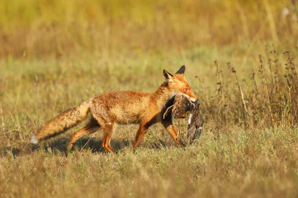 Fox Sul Prato Estivo Volpe Rossa Con Preda Vulpes Vulpes — Foto Stock