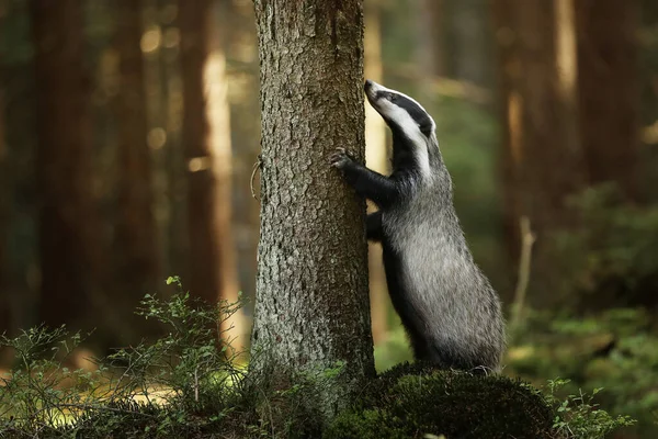 Jezevec Nachází Blízkosti Stromu Lese Přírodní Stanoviště Zvířat Německo Evropa — Stock fotografie