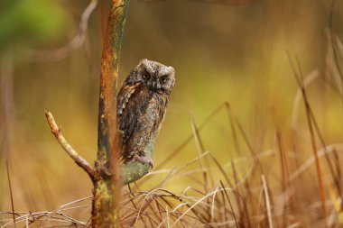 Baykuş Sops, Otus Sops, ağaç dalında oturuyor. Doğadan vahşi hayvan sahnesi. Küçük kuş, baykuş yakın plan detaylı portre Romanya