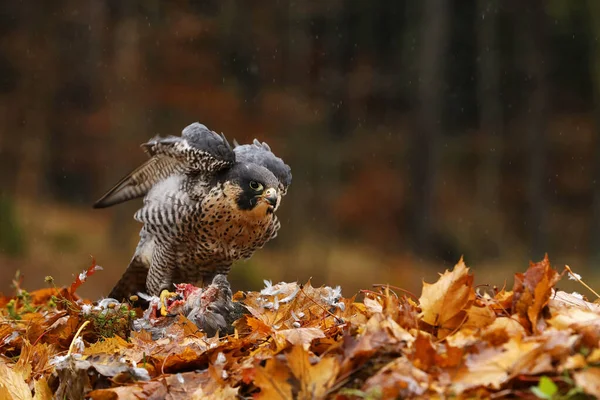 Хищная Птица Peregrine Falcon Falco Peregrinus Фазаном Убийцей Земле Оранжевых — стоковое фото