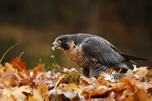Pássaro Rapina Peregrine Falcon Falco Peregrinus Com Presa Groung Floresta — Fotografia de Stock