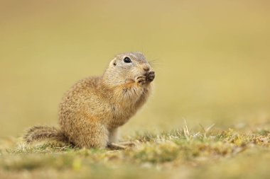Avrupa yer sincabı, Spermophilus citellus, yaz boyunca çimenlerde oturan Çek Cumhuriyeti 'nin detaylı hayvan portresi