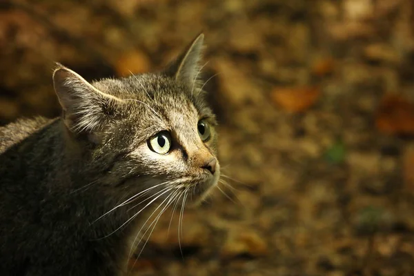 Portrait Wild Cat Felis Silvestris Animal Nature Tree Forest Habitat — Stock Photo, Image