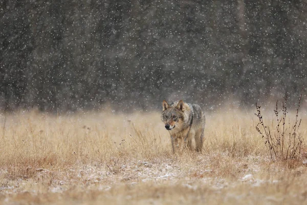 Lobo Gris Canis Lupus Taiga Día Invierno Nevado Animal Hábitat — Foto de Stock