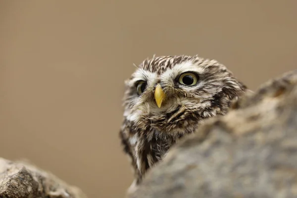 Little Owl Athene Noctua Pássaro Habitat Urbano Velho Parede Castelo — Fotografia de Stock