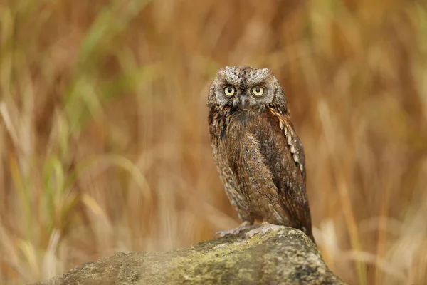 Euraziatische Sprinkhanenuil Otus Scops Wilde Natuur Van Bulgarije Vrije Natuur — Stockfoto