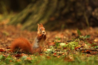 Kızıl sincap (Sciurus vulgaris) sonbahar ormanında yerde.
