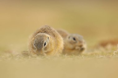 Ground Squirrel, Spermophilus citellus, tohum yiyor ve yaz öğleden sonra çimlerin üzerinde oturuyor, Çek Cumhuriyeti, Avrupa.