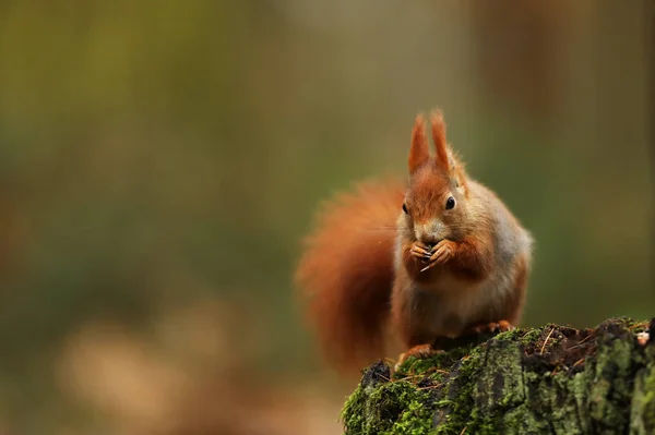 Leuke Rode Eekhoorn Zit Stomp Herfst Oranje Scène Met Mooi — Stockfoto