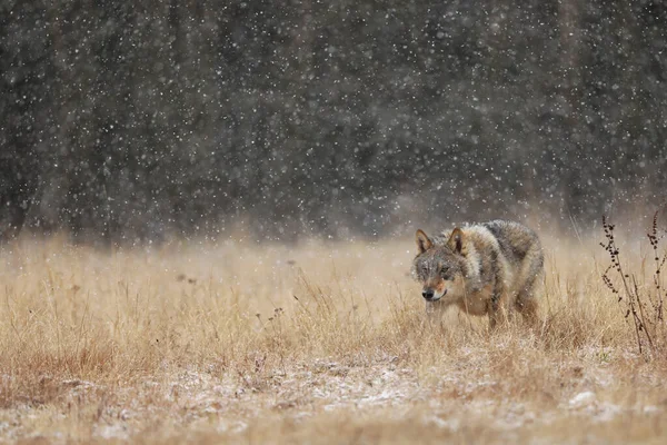 Wolf Finland Gray Wolf Canis Lupus Early Winter Meadow Forest — Stock Photo, Image