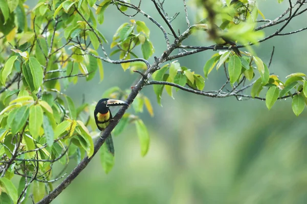 Aracari Pteroglossus Torquatus Pták Velkým Účtem Toucan Sedí Pěkné Větvi — Stock fotografie
